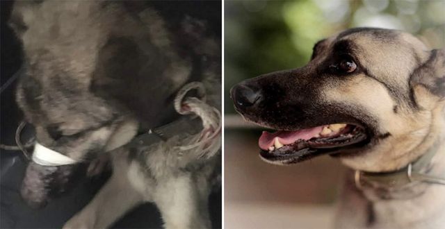 Cleo before & after