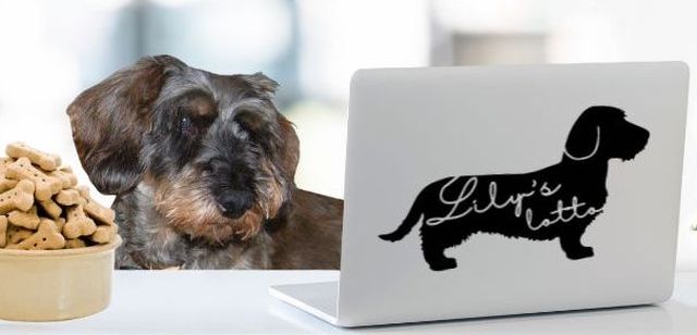 Picture of Lilly the dog