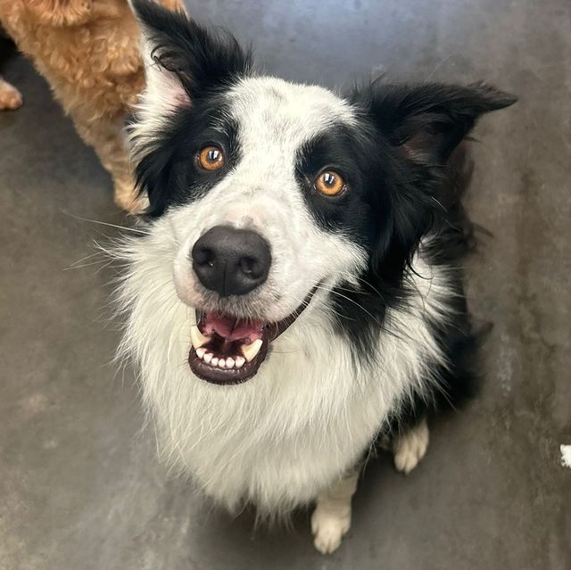 Jake the Collie