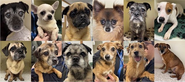 Photos of the 12 rescued dogs