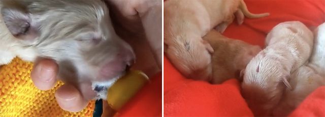 Handraised puppies