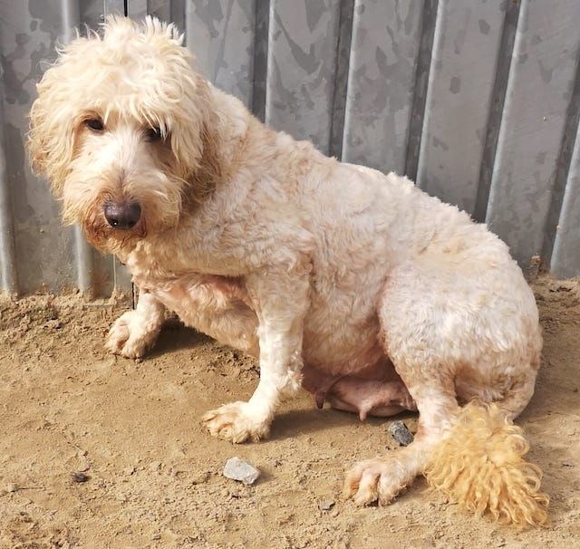 An ex-breeding dog
