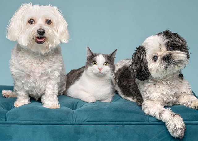 A maltese, a cat and a shih tzu