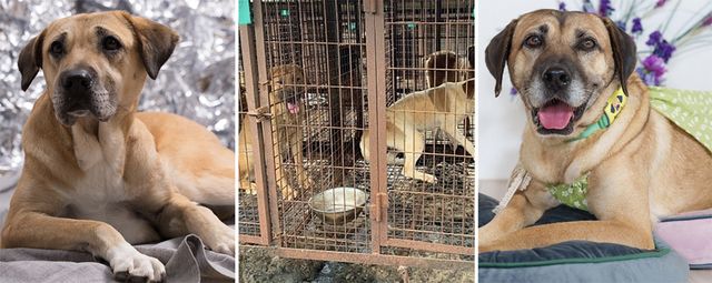 Jessie and Nux saved from Korea