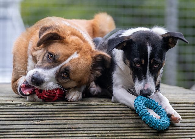 Two Romanian dogs playing with toys
