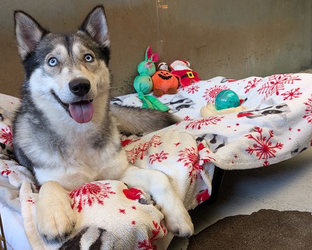 Mika the husky in her cosy bed
