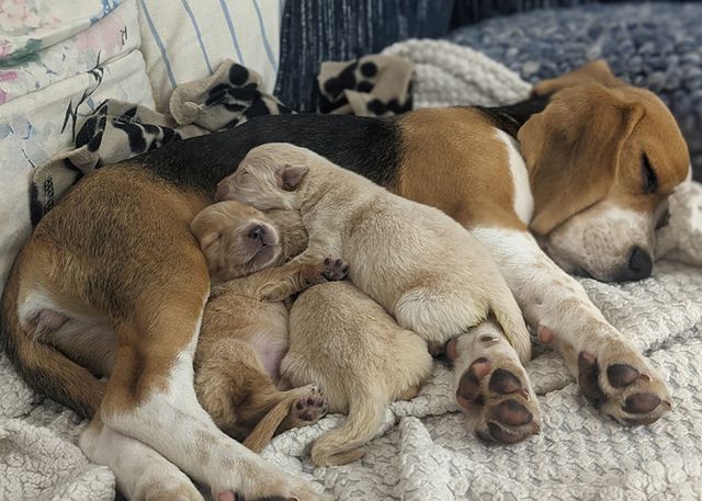 A photo of a Beagle looking after some Golden Retriever puppies