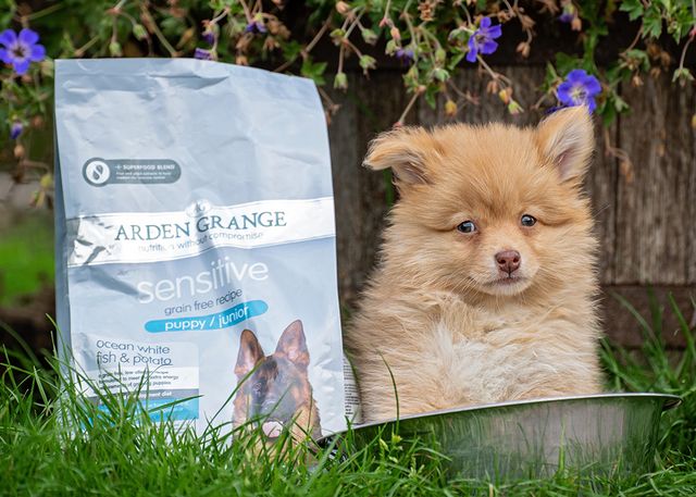 A pomsky puppy with a bag of Arden Grange dog food