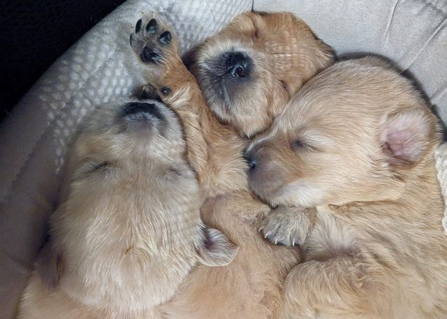 Our retriever puppies