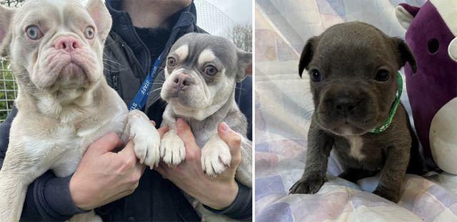 Frenchies